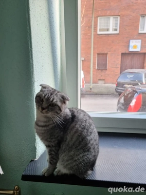 Zwei Männliche Katzen zu vermitteln 2 Jahre alt