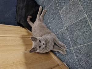 8monate alte k tzin abzugeben