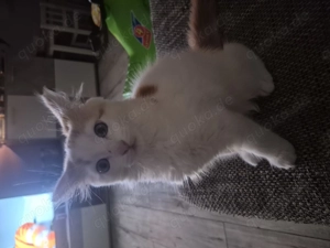 Maine coon kater Bild 3