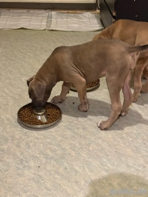 american bully xl cane corso hündin 