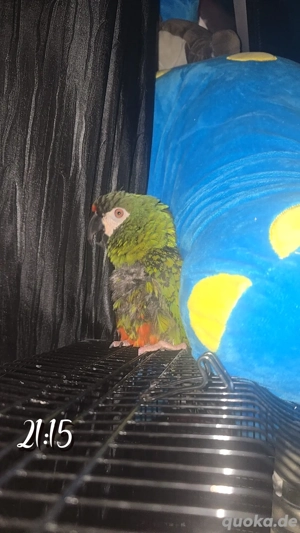 Rotbugara(männlich, 5 Jahre)