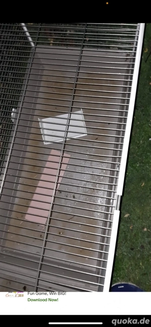 meerschweingehege  Bild 5