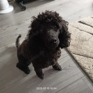 Zwerg Pudel - Junge.