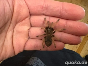 Bestandsreduzierung Vogelspinnen