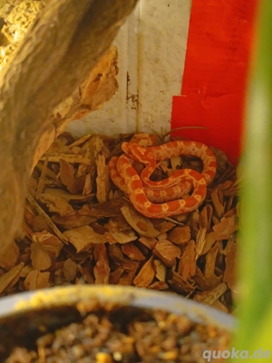 Kornnatter Männlich Ultramel-motley