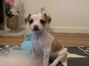 Chihuahua Mix Welpen Mädchen 