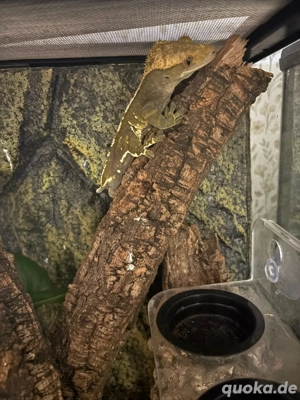 Kronengecko 1.0 aus 2024 sucht neues liebevolles Zuhause