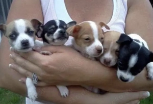 Chihuahua Welpen in KH und LH mit Ahnentafel