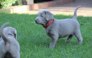Silber Labrador Welpen mit Papieren