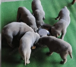 Reinrassige Silber Labrador welpen suchen liebevolles zu Hause Bild 2