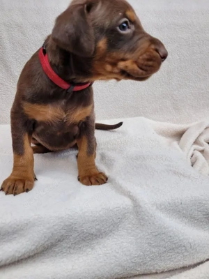 Reinr. Dobermann Welpen mit Ahnentafel