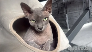 Unser Sphynx Mädchen Uschi sucht ein liebevolles Zuhause