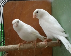 Kanarien Kanarienvögel.  Bild 2