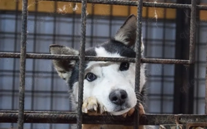 Curacao sucht eine aktive Familie