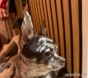 wunderschöner junger Chihuahua rüde