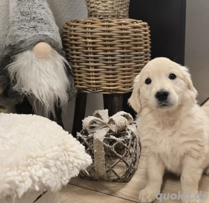 Golden Retriever Welpen Hündin in liebevolle Hände abzgeben