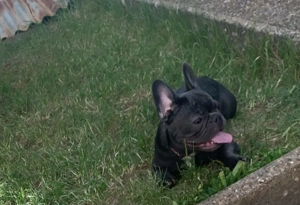 Französische bulldogge 