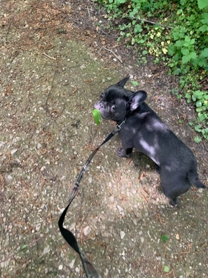 Französische Bulldogge 
