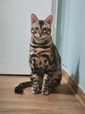 Bengal Kater Sucht ein Neues Zuhause