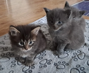 Wunderschöne Main Coon Kitten auf Familien suche