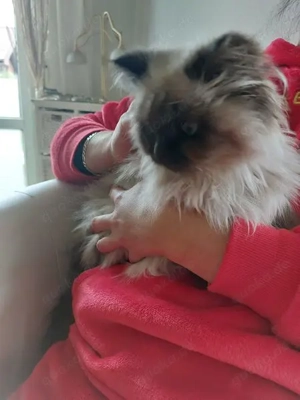 2 Neva Masquarade Kitten