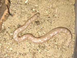 Hamm: 0.1 Kenianische Sandboa (Erxy colubrinus loveridgei) Snow NZ 2025