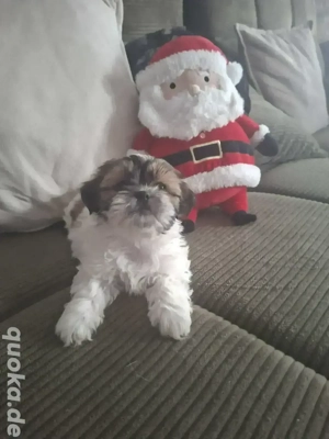 Shih tzu Mix Welpen 