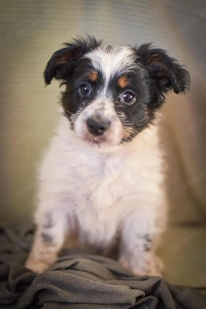 Welpe *TAMIRO* Ich bin voller Lebensfreude, aktiv, verspielt und neugierig