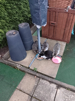 Jungkatzen zugelaufen! Vermittlung im Auftrag