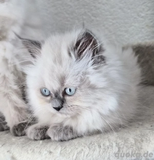 1 Süßes und verschmustes Colourpoint Perser Mädchen noch frei (Blue Point)