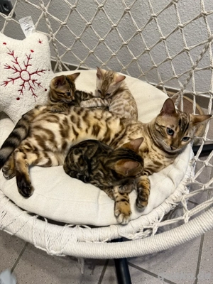 Bengal Kitteb mit Stammbaum