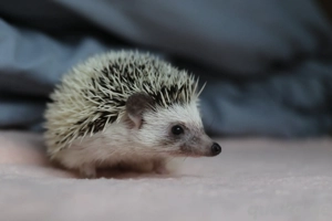 Afrikanische Weißbauchigel Babies - Zwergigel abzugeben! Bild 4