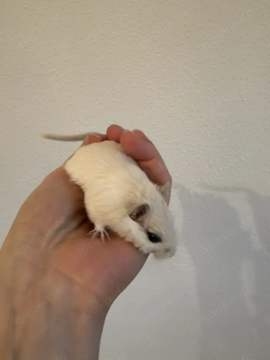 Handzahme Rennmäuse aus langjähriger Hobbyzucht  Bild 2