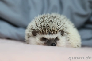 Afrikanische Weißbauchigel Babies - Zwergigel abzugeben! Bild 10