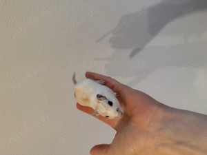 Handzahme Rennmäuse aus langjähriger Hobbyzucht  Bild 4