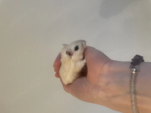 Handzahme Rennmäuse aus langjähriger Hobbyzucht  Bild 5