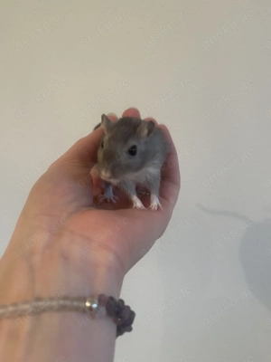 Handzahme Rennmäuse aus langjähriger Hobbyzucht  Bild 3