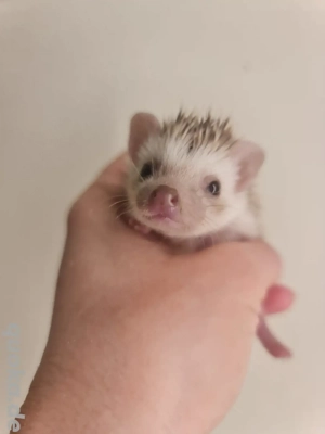 Afrikanische Weißbauchigel Babies - Zwergigel abzugeben!