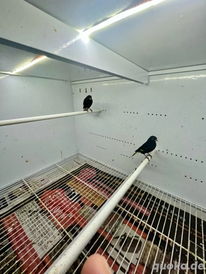 Eine paar Schwarzzeisig 2024 mit DAN 