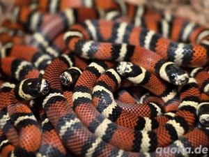 Lampropeltis gaigeae NZ 2025