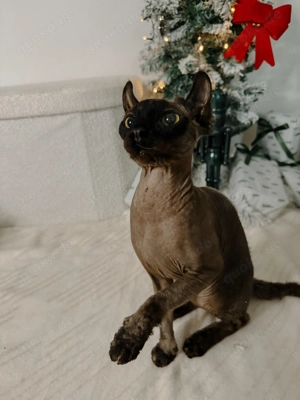 Sphynx Geschwister männlich und weiblich  