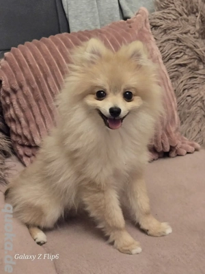 Pomeranian Zwergspitz 