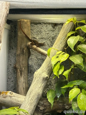 Anolis Sagrei 1.0 Bild 3