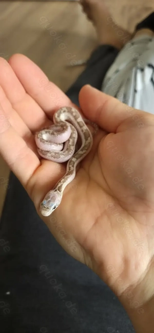 Schwarze Erdnatter 0.1 (Pantherophis obsoletus) - licorice