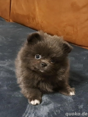 Einzigartige Pomeranian-PomChi Boys75%Pom