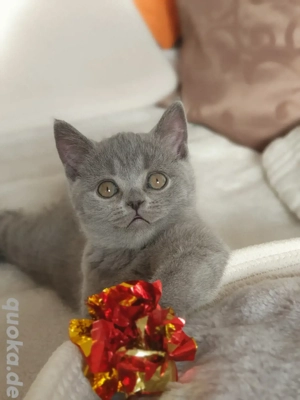 Bkh Kitten- 1 Junge