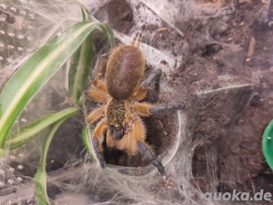 Verkaufe Vogelspinnen mit Terrarium