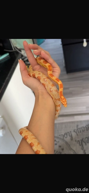   Kornnatter 1,5 Jahre 0.1 Weibchenx x Terrarium 