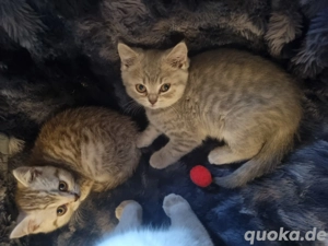 Britisch Kurzhaar Bkh kitten  2 Mädchen frei  Bild 3