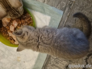 Britisch Kurzhaar Bkh kitten  2 Mädchen frei  Bild 5